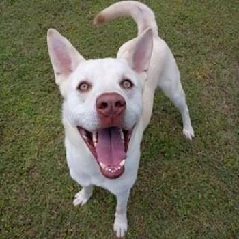 Butterball Boyd -  Akita and Husky Dog for Adoption in Tyler, Texas - Butterball Boyd | PetCurious