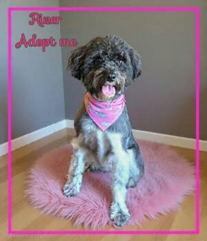 River -  Schnoodle Dog for Adoption in Grove, Oklahoma - River | PetCurious
