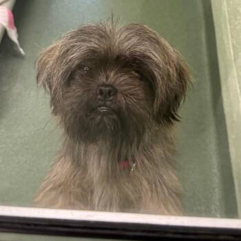 Shih Tzu Dogs Available for Adoption in West Palm Beach, Florida - Barnacle Boy | PetCurious