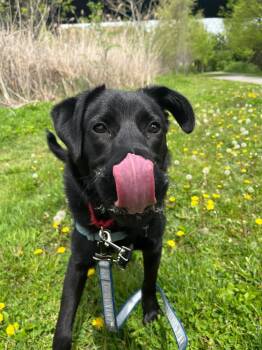 Anna -  Mixed Breed Dog for Adoption in Elmsford, New York - Anna | PetCurious