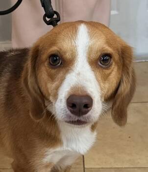 Roshi -  Beagle Dog for Adoption in Oakland Park, Florida - Roshi | PetCurious