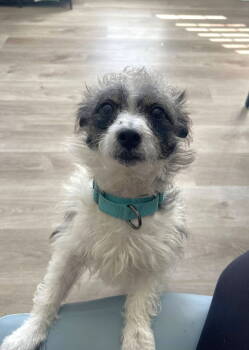 Rescue Jack Russell Terrier and Poodle Dogs for Adoption in Arlington, Virginia - Stewart | PetCurious