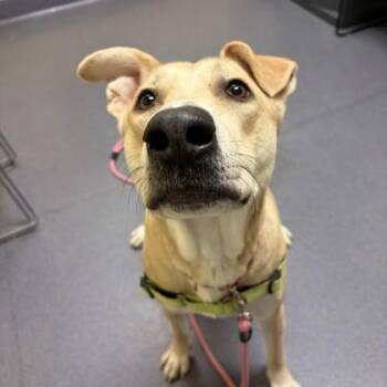 Labrador Retriever and Mixed Breed Dogs Available for Adoption - Sahara | PetCurious