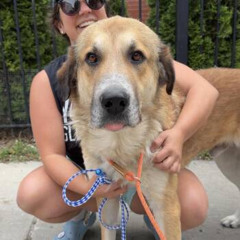 Solo Vino -  Anatolian Shepherd and Mixed Breed Dog for Adoption in Chicago, Illinois - Solo Vino | PetCurious