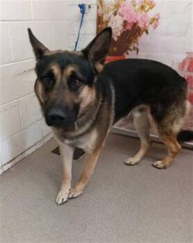 German Shepherd Dog Dogs Available for Adoption in San Bernardino, California - KODA | PetCurious