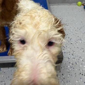Golden Retriever and Poodle Dogs Available for Adoption in Huntsville, Alabama - Lunar | PetCurious