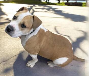 Nila -  Mixed Breed Dog Available for Adoption in Gary, Indiana - Nila | PetCurious