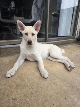 Husky Dogs Available for Adoption in San Antonio, Texas - SILKA | PetCurious