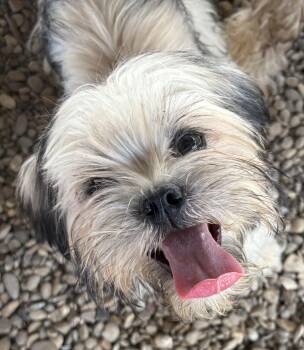 Crepe -  Shih Tzu Dog for Adoption in Plano, Texas - Crepe | PetCurious