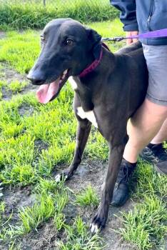 Anzac -  Greyhound Dog for Adoption in Livonia, Michigan - Anzac | PetCurious