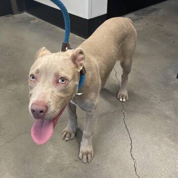 Terrier Dogs Available for Adoption in Tampa, Florida - Hudson | PetCurious