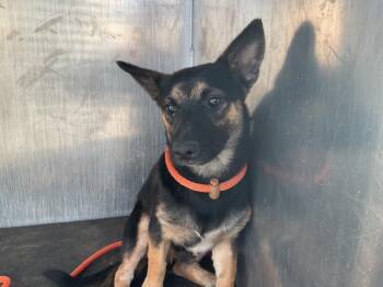 ZANDER -  German Shepherd Dog and Mixed Breed Dog for Adoption in Ontario, California - ZANDER | PetCurious