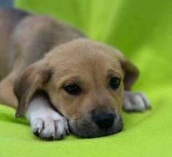 Kansas -  Shepherd and Mixed Breed Dog for Adoption in Kansas City, Missouri - Kansas | PetCurious