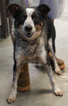 McKenzie -  Australian Cattle Dog Blue Heeler and Mixed Breed Dog for Adoption in Bowling Green, Kentucky - McKenzie | PetCurious