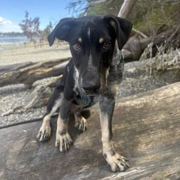 Milo (Pierce County, WA) -  Australian Cattle Dog Blue Heeler and Cattle Dog Dog for Adoption in Mount Vernon, Washington - Milo (Pierce County, WA) | PetCurious