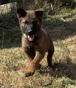 Hugo -  German Shepherd Dog Dog for Adoption in Seattle, Washington - Hugo | PetCurious