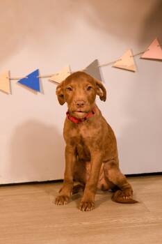 Rodrigo -  Chocolate Labrador Retriever Dog for Adoption in Brooklyn Center, Minnesota - Rodrigo | PetCurious