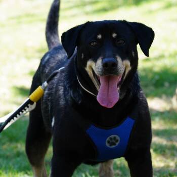 Delon -  Shepherd and Black Labrador Retriever Dog for Adoption in Santa Ana, California - Delon | PetCurious