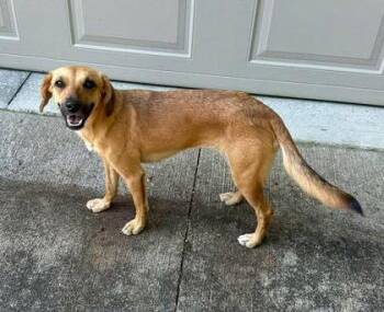 Labrador Retriever Dogs Available for Adoption in Newport, Kentucky - Cheers | PetCurious