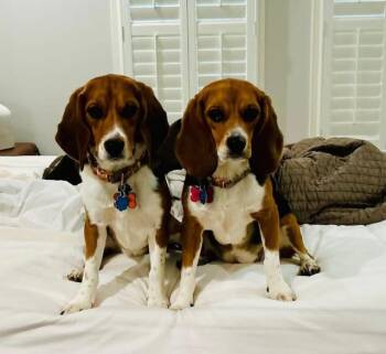 Beagle Dogs Available for Adoption in Milton, Georgia - Maggie Lou | PetCurious