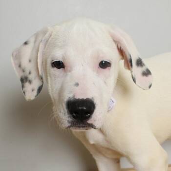 Rosalyn *Deaf* D69711 -  Pit Bull Terrier and Australian Shepherd Dog for Adoption in Minnetonka, Minnesota - Rosalyn *Deaf* D69711 | PetCurious