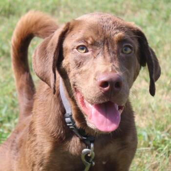 Fum in NH. Come Meet our Adoptable Dogs Wednesday-Saturday. More -  Chocolate Labrador Retriever Dog for Adoption in Manchester, New Hampshire - Fum In NH. Come Meet Our Adoptable Dogs Wednesday-Saturday. More | PetCurious