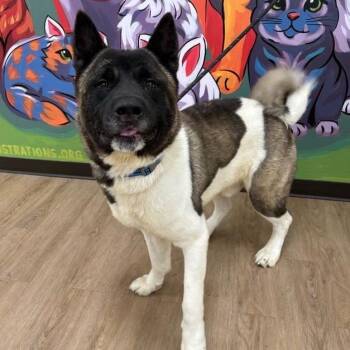 Monet -  Akita Dog Available for Adoption in Lyndhurst, Virginia - Monet | PetCurious