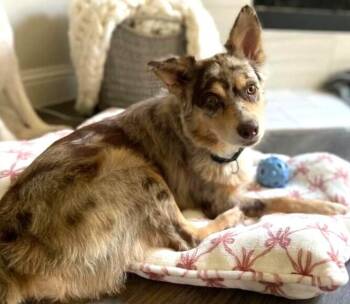 Dumplin -  Australian Shepherd Dog for Adoption in Dallas, Texas - Dumplin | PetCurious