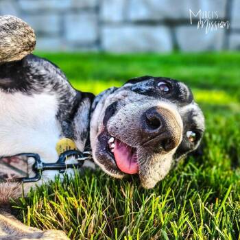 Sasparilla -  Catahoula Leopard Dog and Mixed Breed Dog for Adoption in Spokane, Washington - Sasparilla | PetCurious