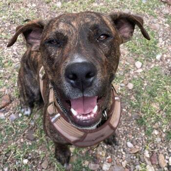 Rescue Pit Bull Terrier Dogs for Adoption in Rollingwood, Texas - Bruno | PetCurious