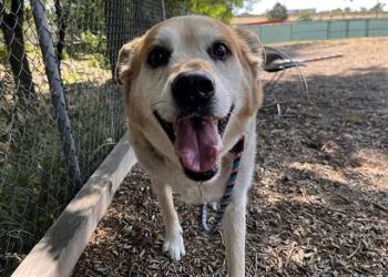 KODAK -  German Shepherd Dog and Mixed Breed Dog for Adoption in Colorado Springs, Colorado - KODAK | PetCurious