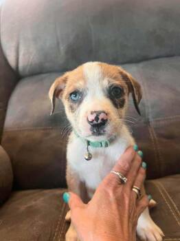 Ella -  Catahoula Leopard Dog Dog for Adoption in West Peoria, Illinois - Ella | PetCurious
