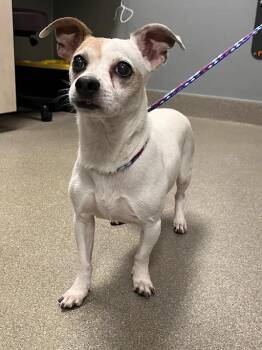 ELMER -  Terrier Dog for Adoption in Las Vegas, Nevada - ELMER | PetCurious
