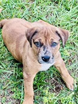 Anne -  Catahoula Leopard Dog and Boxer Dog Available for Adoption in Kimberlin Heights, Tennessee - Anne | PetCurious