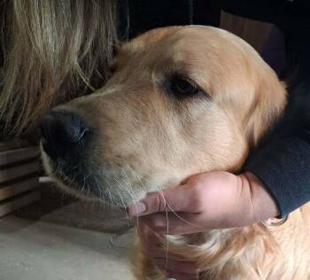 Pebbles -  Golden Retriever Dog Available for Adoption in Mauston, Wisconsin - Pebbles | PetCurious