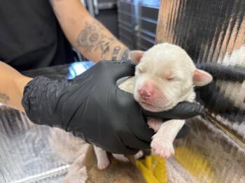 A254723 -  German Shepherd Dog and Mixed Breed Dog for Adoption in Visalia, California - A254723 | PetCurious