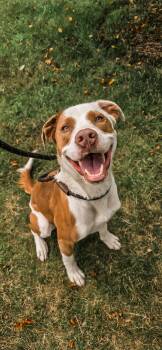 Rescue Brittany Spaniel Dogs for Adoption in Mokena, Illinois - Klaus | PetCurious