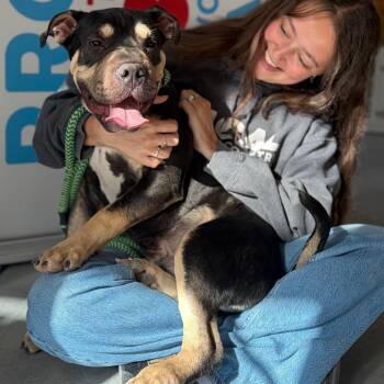 Bumble -  Shar Pei Dog for Adoption in Morristown, Vermont - Bumble | PetCurious