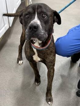 Pit Bull Terrier and Presa Canario Dogs Available for Adoption - BOSSMAN | PetCurious