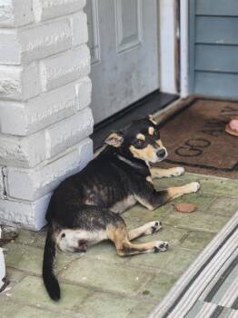 ZAZU -  Terrier Dog for Adoption in San Antonio, Texas - ZAZU | PetCurious