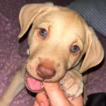 Marley (available on 10/29) -  Labrador Retriever Dog for Adoption in Briarcliff Manor, New York - Marley (available On 10/29) | PetCurious