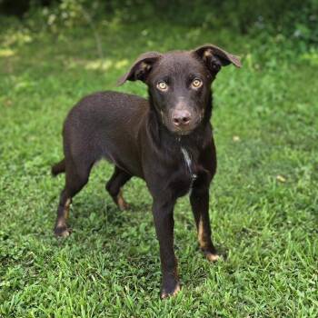 Cheeto -  Shepherd and Mixed Breed Dog for Adoption in Naperville, Illinois - Cheeto | PetCurious
