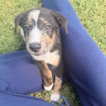 Walter Skinner -  Australian Shepherd and Mixed Breed Dog for Adoption in Durham, North Carolina - Walter Skinner | PetCurious