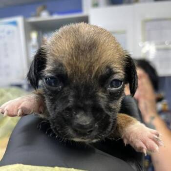 Pixel -  Mixed Breed Dog for Adoption in Wappingers Falls, New York - Pixel | PetCurious