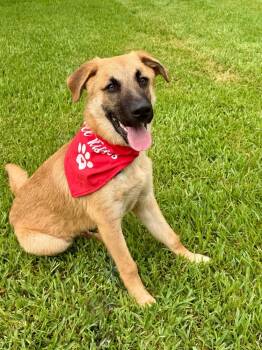 Rescue Shepherd Dogs for Adoption in San Leon, Texas - Chip | PetCurious