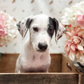 Ida -  Great Dane and Great Pyrenees Dog for Adoption in Newberg, Oregon - Ida | PetCurious