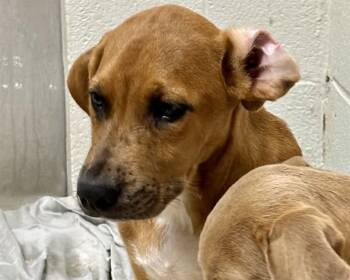 Rescue Redbone Coonhound and Mixed Breed Dogs for Adoption in Olathe, Kansas - JEDIDIAH | PetCurious