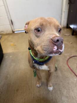 Rescue Pit Bull Terrier Dogs for Adoption in Chickamauga, Georgia - Astra-Awaiting Assessment | PetCurious