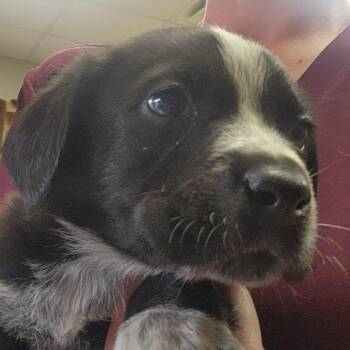 Australian Shepherd Dogs Available for Adoption in Tupelo, Mississippi - Royce - 032406U | PetCurious