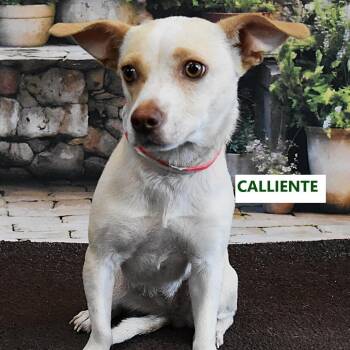 Caliente -  Mixed Breed Dog for Adoption in Yuma, Arizona - Caliente | PetCurious